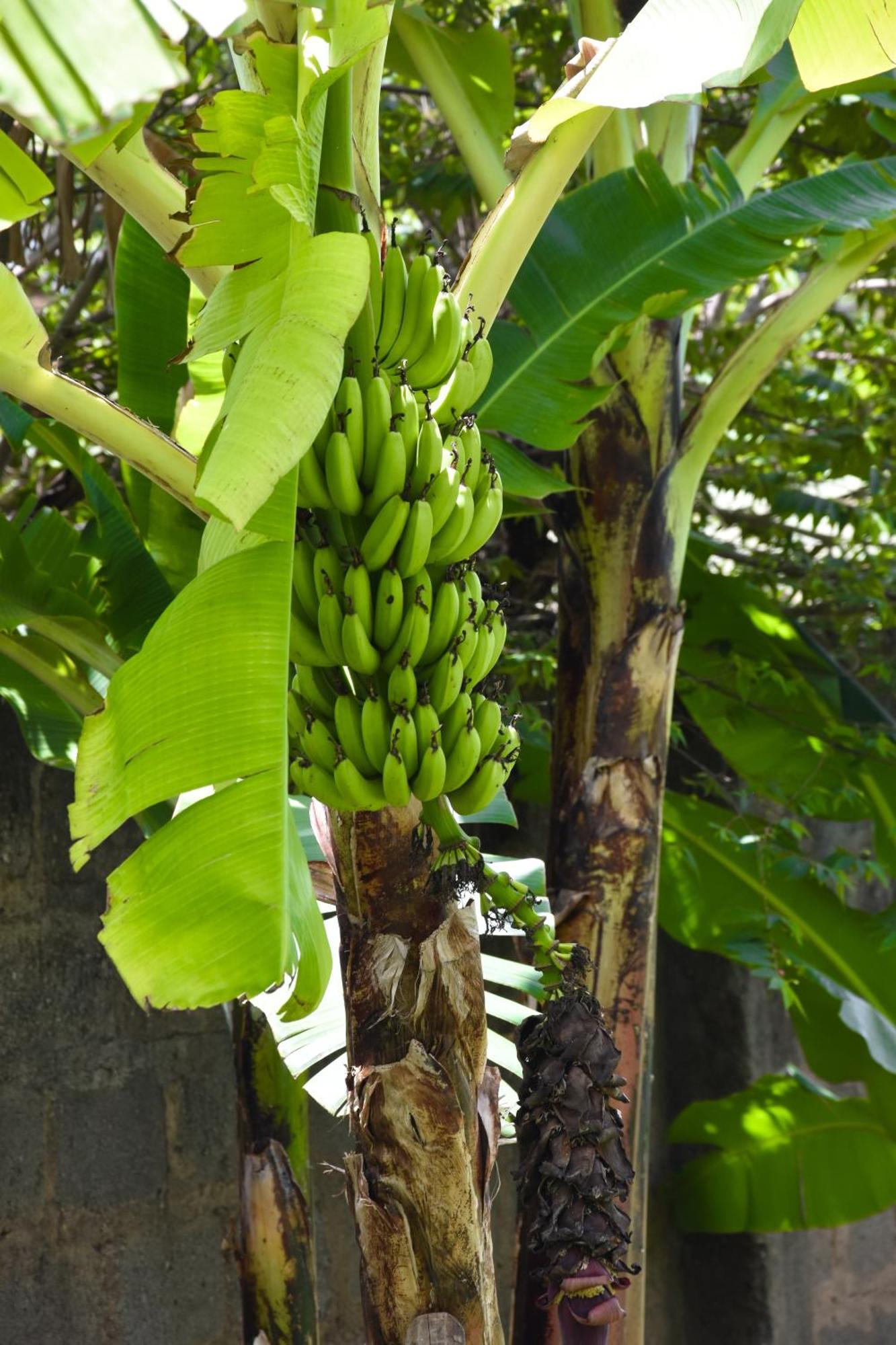 Karibu Africa